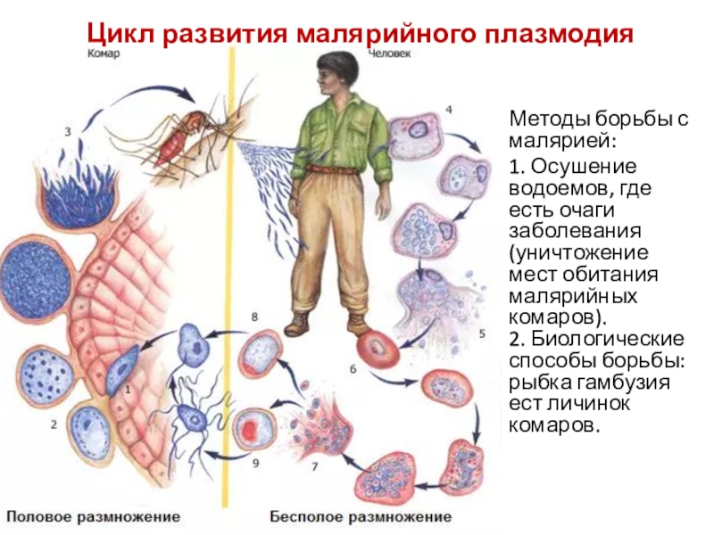 Цикл развития малярийного плазмодия схема 7 класс