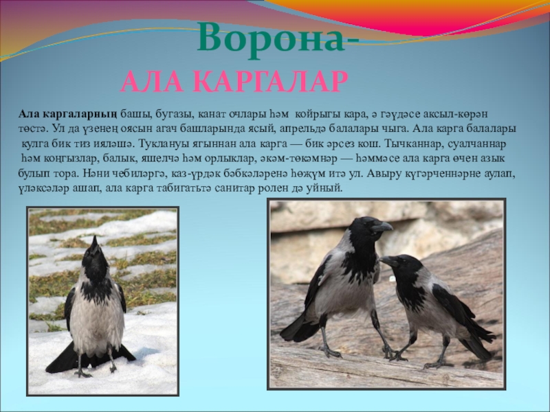 Ала карга. Кошлар. Сообщение о птице на башкирском языке. Ала карга на русском.