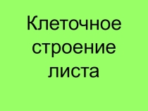 Презентация Внутреннее строение листа