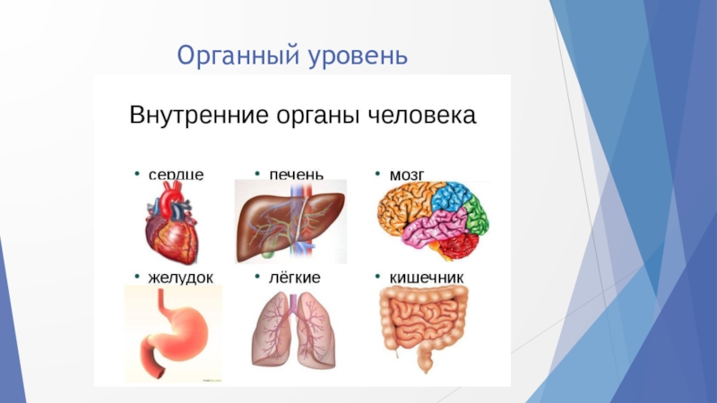 Презентация 8 класс биология