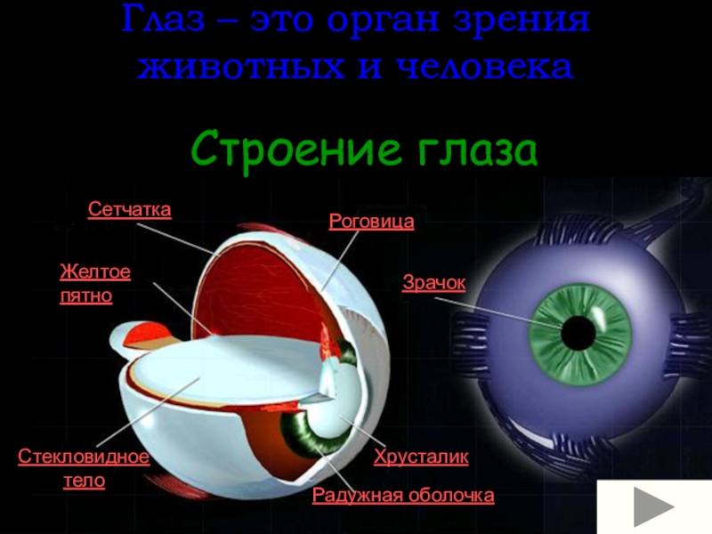 Глаза презентация. Орган зрения. Глаза орган зрения. Орган зрения глаз строение. Зрение строение глаза.