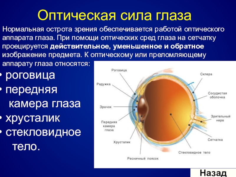Принцип работы хрусталика 8 класс биология. Строение оптической системы глаза. Перечислите составляющие оптической системы глаза. Оптическая система глазного яблока. Строение оптической системы глаза человека.
