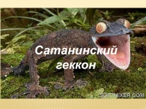 Презентация Сатанинский геккон 7 класс