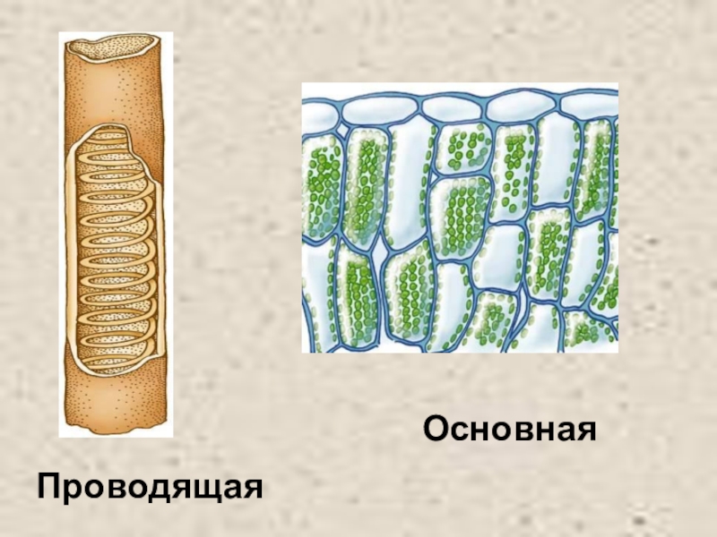 Проводит в основном. Покровная ткань дерева. Покровная ткань древесина. Покровные и проводящие ткани водоросли. Основная Проводящая.