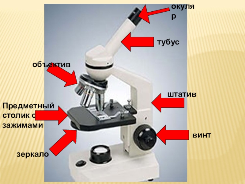 Какую часть выполняет тубус. Предметный столик микроскопа. Окуляр микроскопа. Объектив микроскопа тубус микроскопа. Окуляр и объектив микроскопа.