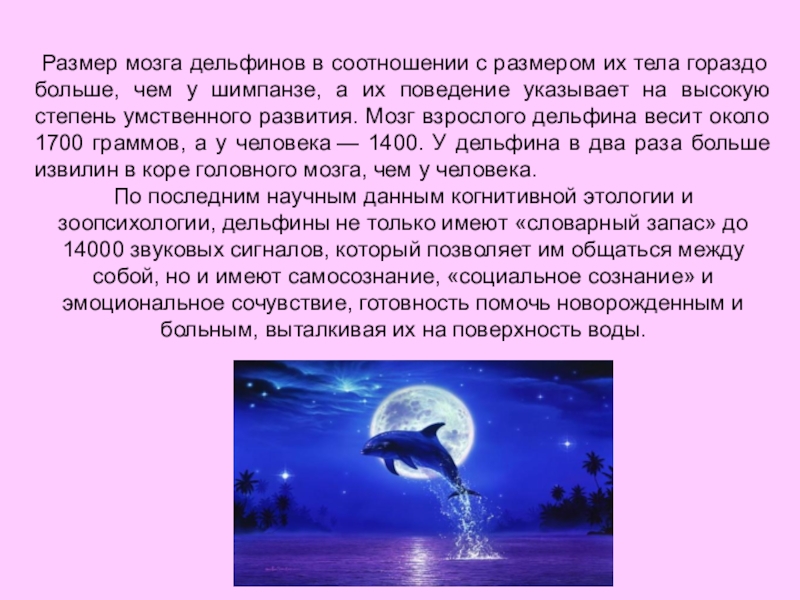 Дельфин 2 группа. Доклад о дельфине. Доклад про дельфинов. Сообщение о дельфинах. Краткая характеристика дельфина.