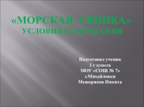 Презентация по окружающему миру на тему: Морская свинка. Условия содержания