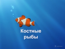 Презентация по биологии на тему Костные рыбы (7 класс)