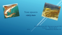 Проект Акулы (4 класс)