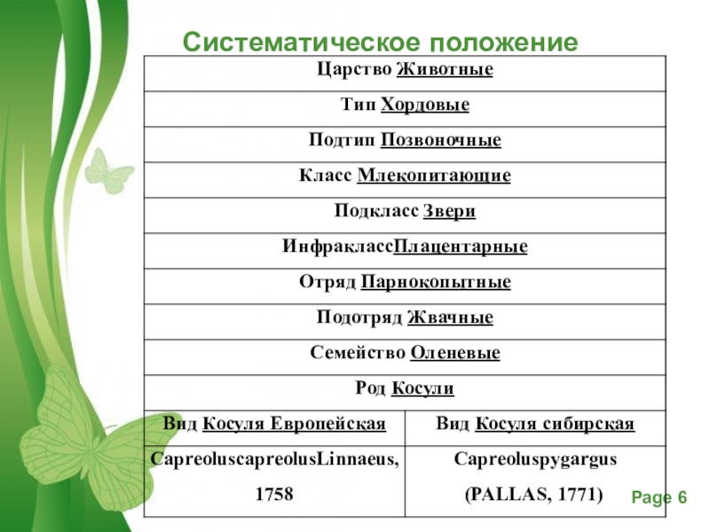 Презентация к проекту Косуля как охраняемый объект Богдановичского заказника Систематическое положение Систематическое положение
