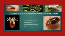 Презентация Насекомые паразиты человека и животных (7 класс)