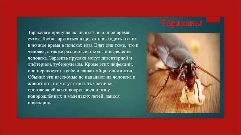 Презентация Насекомые паразиты человека и животных (7 класс) Тараканы Тараканам присуща активность в ночное время суток. Любят прятаться в Тараканы Тараканам присуща активность в ночное время суток. Любят прятаться в щелях и выходить из них в