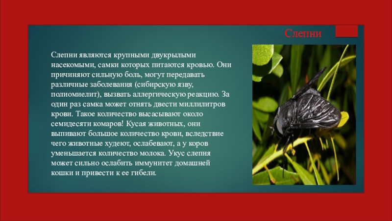 Презентация Насекомые паразиты человека и животных (7 класс) СлепниСлепни являются крупными двукрылыми насекомыми, самки которых питаются кровью. Они причиняют СлепниСлепни являются крупными двукрылыми насекомыми, самки которых питаются кровью. Они причиняют сильную боль, могут передавать различные заболевания