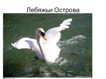 Заповедные места Крыма Лебяжьи острова