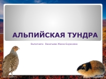 Презентация по окружающему миру Природные зоны. Альпийская тундра (4 класс)