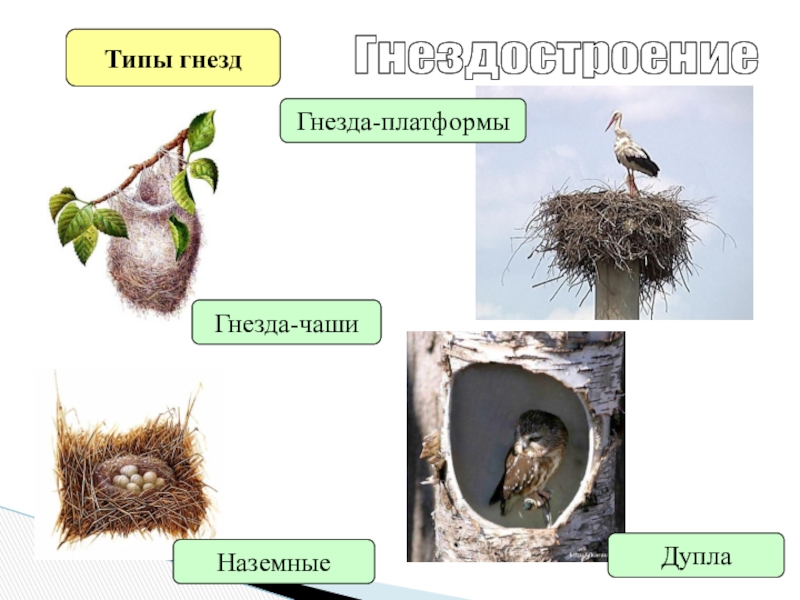 Определить гнезда птиц. Гнездостроение и типы гнезд. Виды гнезд птиц. Гнёзда птиц с названиями. Расположение гнезд.
