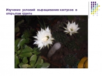 Презентация проекта выращивание кактусов в открытом грунте