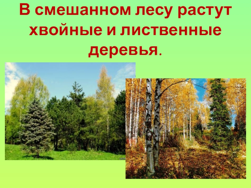 Предложение в лесу растут. Хвойные лиственные и смешанные леса. Смешанные леса древесные породы. Лес с хвойными и лиственными деревьями. Визитная карточка смешанных лесов.