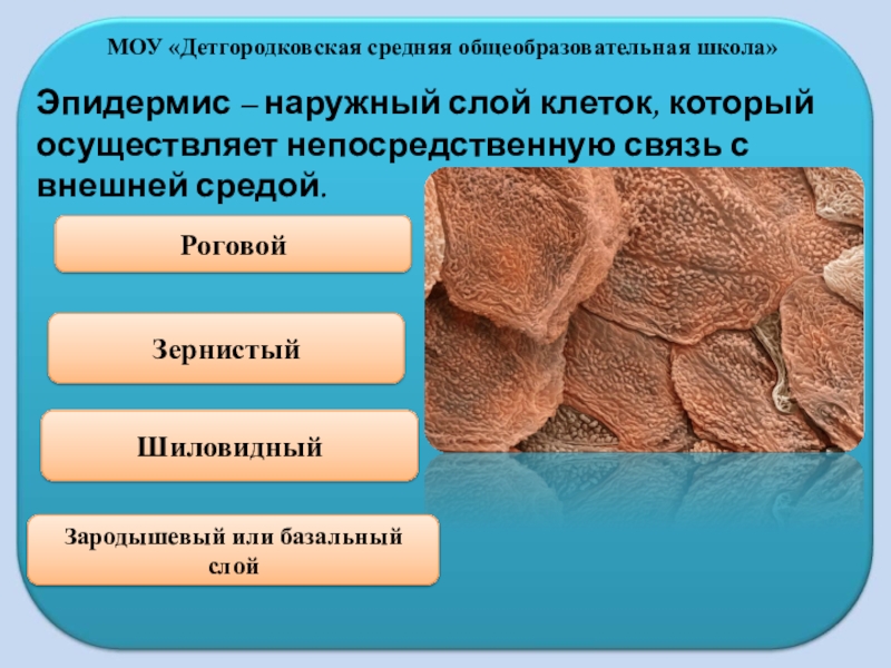 Презентация кожа. Кожа презентация. Функции кожи презентация. Кожа биология 8 класс. Рисунок кожи человека.