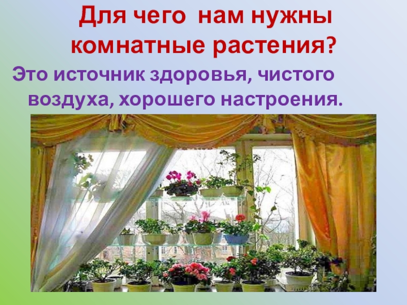 Для чего нужны комнатные растения. Для чего нужны цветы домашние. Для чего нужны комнатные растения в доме. Почему нужны комнатные растения.