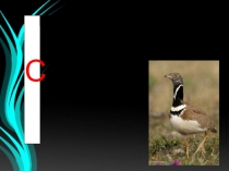 Презентация к уроку Из грязи в князи по теме Млекопитающие