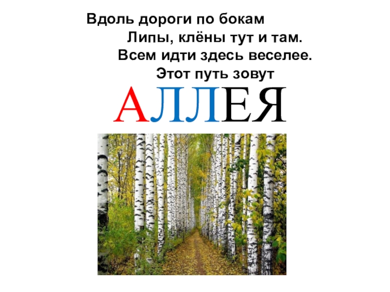 Презентация Знакомство со словарным словом Аллея Вдоль дороги по бокам Липы, клёны Вдоль дороги по бокам Липы, клёны тут