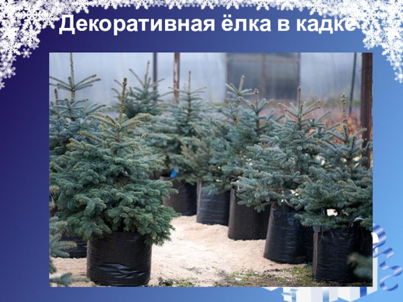 Презентация на свободную тему Новогодняя ёлка (4 класс) Декоративная ёлка в кадке Декоративная ёлка в кадке