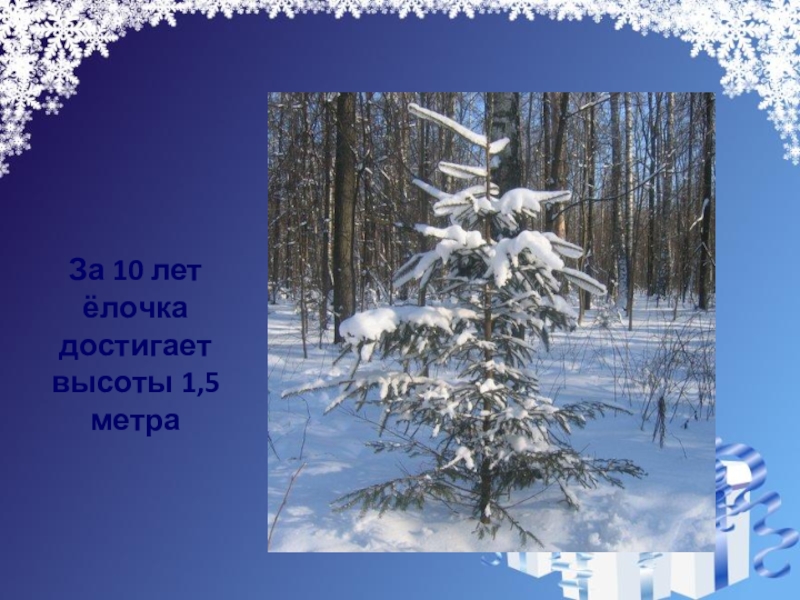 Ель 4 класс. Елочка 4 класс презентация. План на тему елка 4 класс. За сколько лет елка достигнет 2 метра.