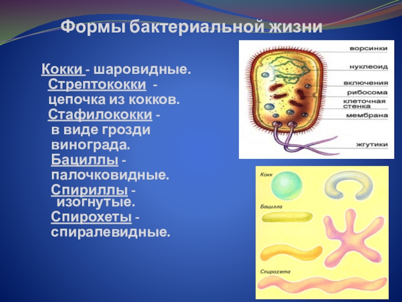 Образ жизни бактерии и вируса