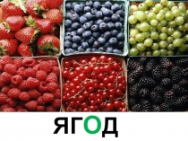 Презентация по русскому языку на тему Словарные слова