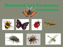 Презентация по окружающему миру .