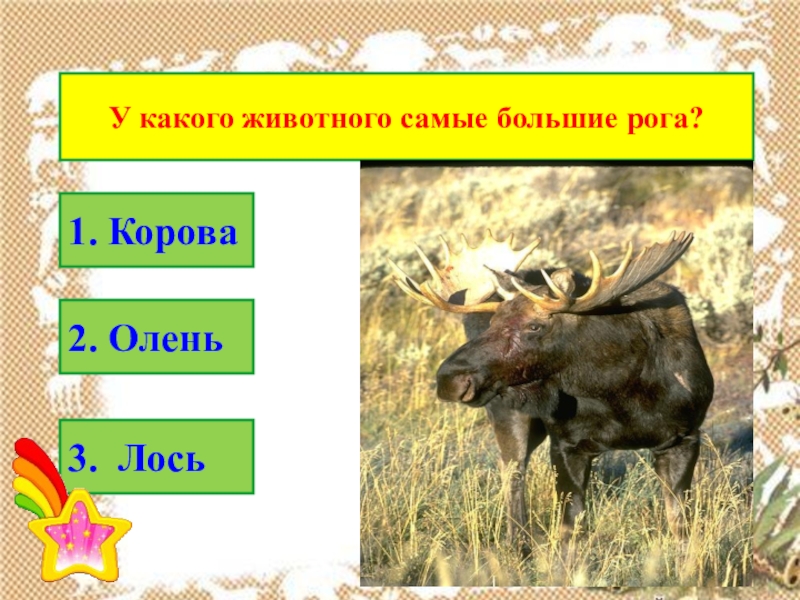 у какого животного большие рога. техасский лонгхорн рекорд гинеса. ватусси дикий бык. у какого животного большие рога. у какого животного большие рога.