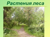 Растения леса, 3 класс.