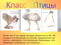 Птицы 7 класс Урок-рассуждение Роль птиц и их охрана