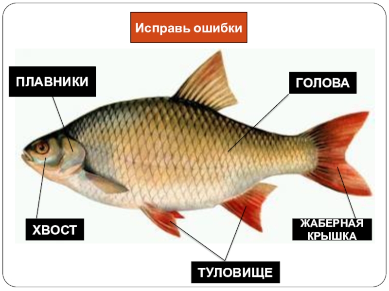 Презентация Использование ИКТ как условие эффективности усвоения обучающимися учебной информации на уроках географии и естествознания в коррекционной школе VIII вида ЖАБЕРНАЯ КРЫШКАТУЛОВИЩЕПЛАВНИКИГОЛОВАХВОСТИсправь ошибки ЖАБЕРНАЯ КРЫШКАТУЛОВИЩЕПЛАВНИКИГОЛОВАХВОСТИсправь ошибки
