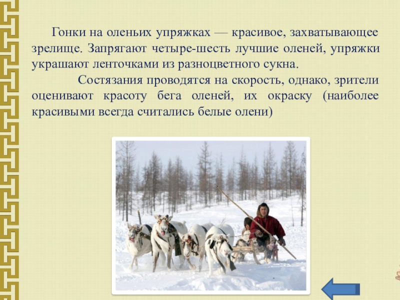 Гонки на оленьих упряжках — красивое, захватывающее зрелище. Запрягают четыре-шесть лучшие оленей, упряжки украшают ленточками из разноцветного