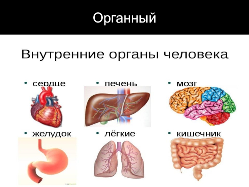 Анатомия человека проект