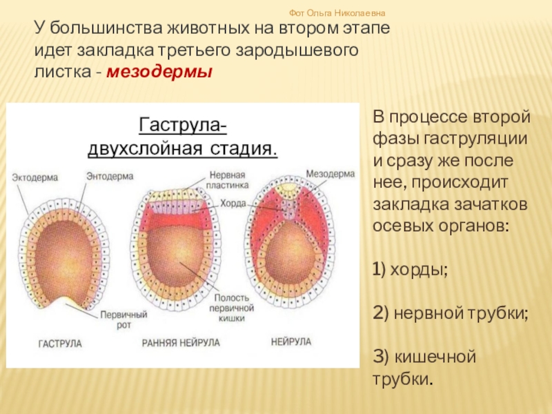 Презентация по биологии эмбриональное развитие организма