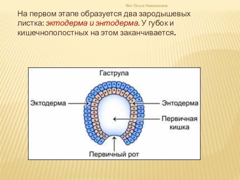 Эктодерма слой зародыша