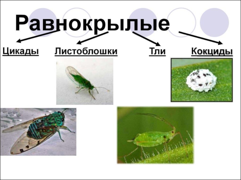 Проект по биологии 7 класс на тему насекомые