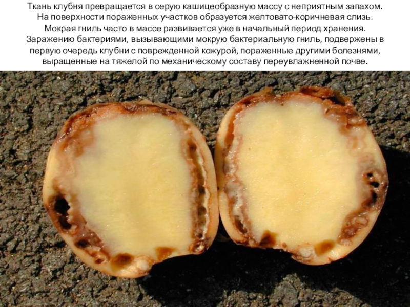 Презентация по биологии Картофель Ткань клубня превращается в серую кашицеобразную массу с неприятным запахом. На Ткань клубня превращается в серую кашицеобразную массу с неприятным запахом. На поверхности пораженных участков образуется желтовато-коричневая слизь.