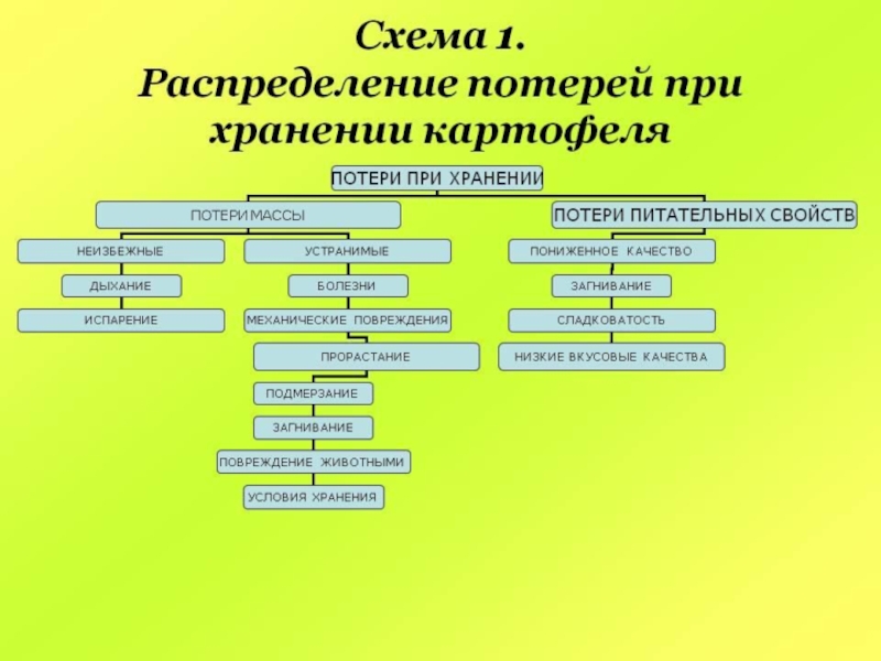 Технологическая карта хранения картофеля