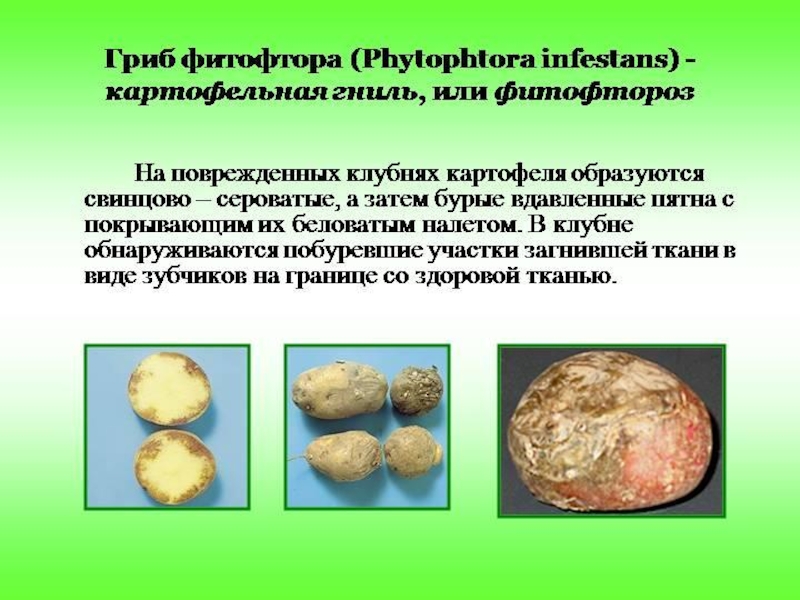 Презентация по биологии Картофель