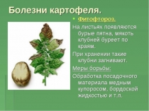 Презентация по биологии Картофель