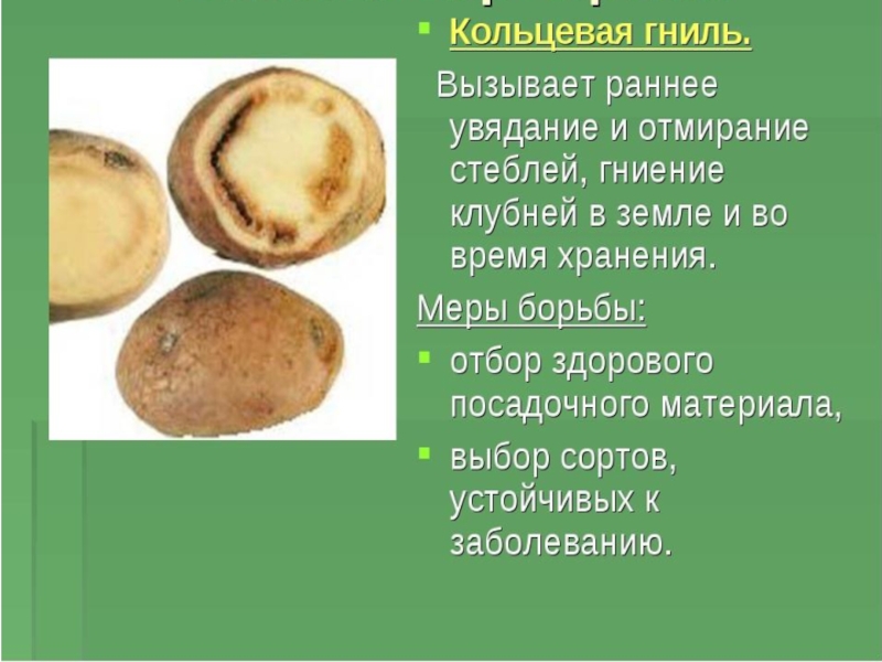 Презентация по биологии Картофель