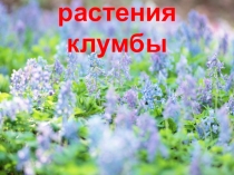 Презентация к уроку окружающий мир Растения клумбы 1 класс