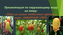 Презентация по окружающему миру Один из самых необычных цветов в мире