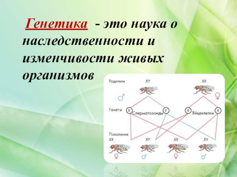 Рисунок наследственность по биологии