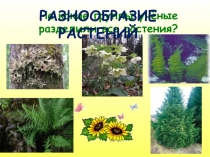 Презентация по окружающему миру Разнообразие растений