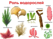 Презентация Роль водорослей (6 класс)
